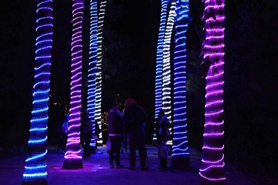 Zoo Lights - Avenue of Palms