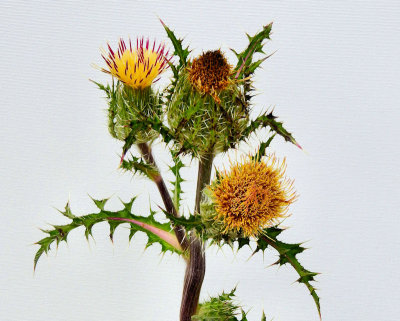 02 - Horrible Thistle