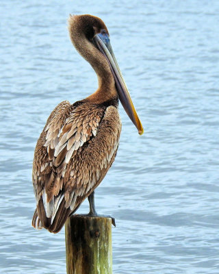 New Year Challenge - Brown Pelican