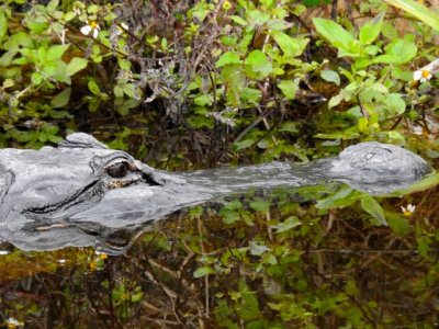 #4 - Gator reflection