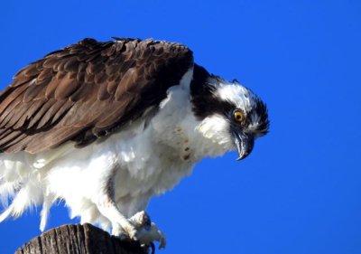  Osprey