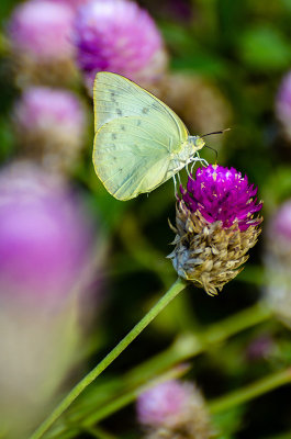 3 - The Butterfly