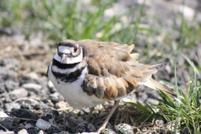 Best of 2016 #4 - B is for Bird