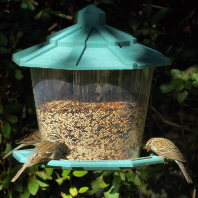 Sparrows at Feeder