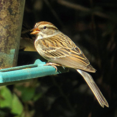 Sparrow at Feeder
