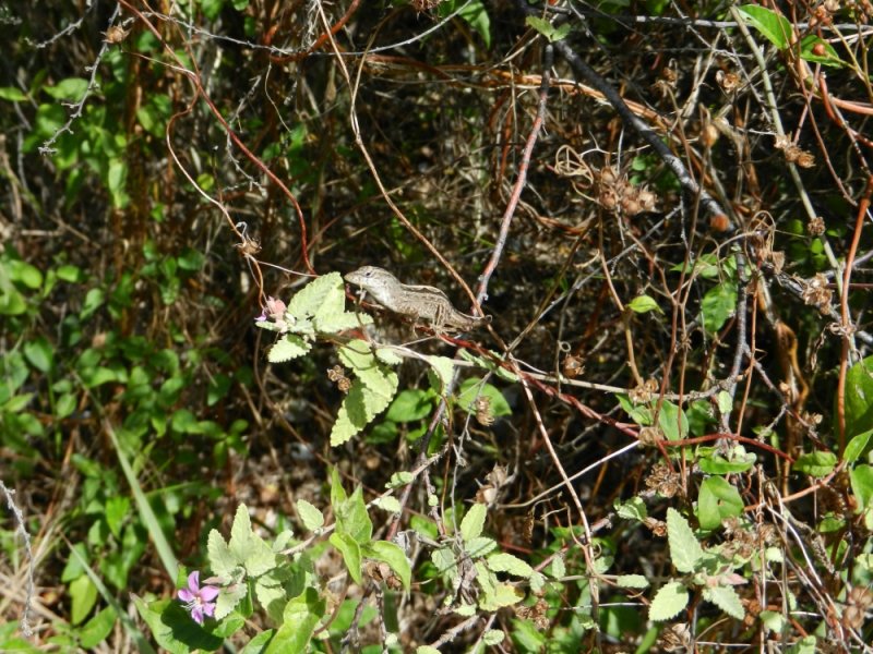 2014GBarrett_DSCN8263_Curly-tail Lizard.JPG