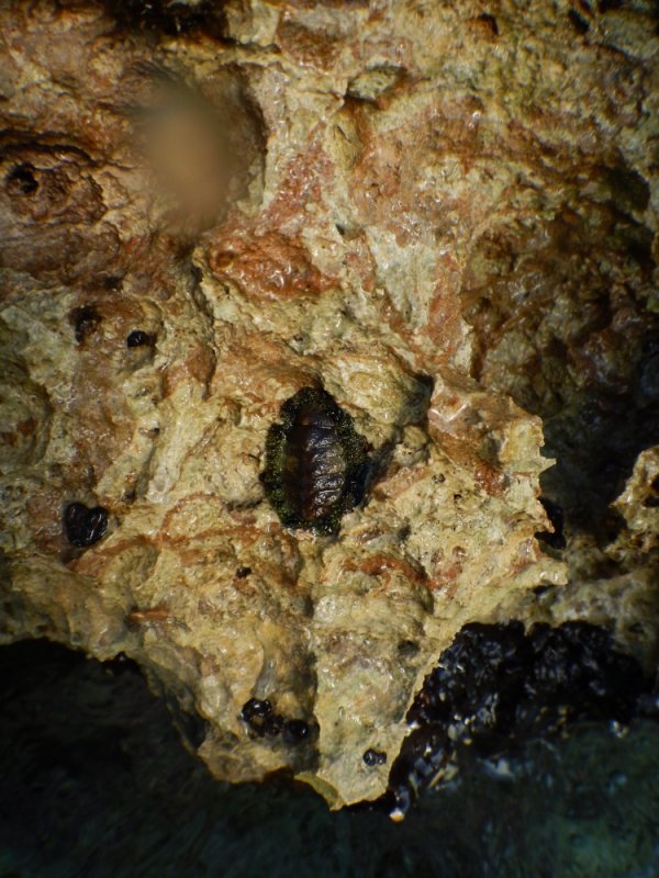 2014_DSCN0565_Fuzzy Chiton.JPG