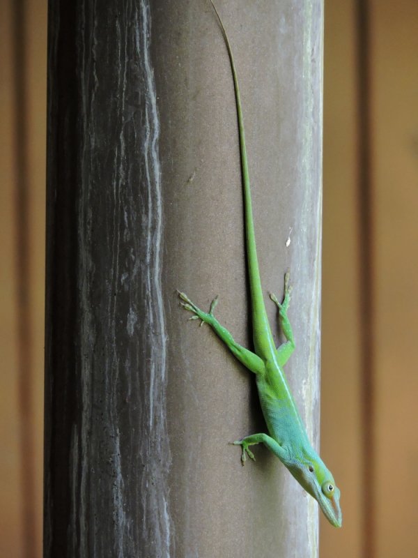 2016GBarrett__DSCN1235_Blue-headed Anole.JPG