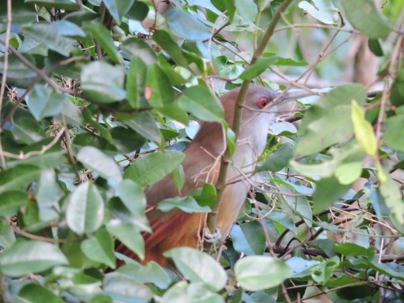 2016GBarrett__DSCN0853_Great Lizard-Cuckoo.JPG