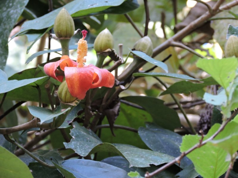 2016GBarrett__DSCN1034_Cuban Hibiscus_Blue Mahoe Tree.JPG