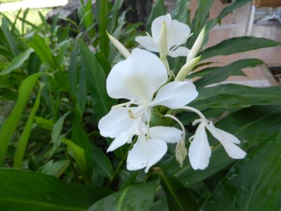 2014GBarrett_DSCN7512_Mariposa plant (national flower).JPG