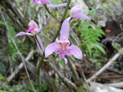 2014GBarrett_DSCN7521_Bletia purpurea orchid.JPG