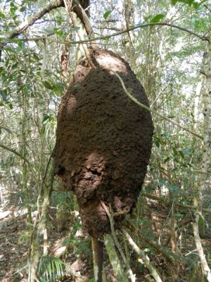 2014GBarrett_DSCN7682_termite nest.JPG
