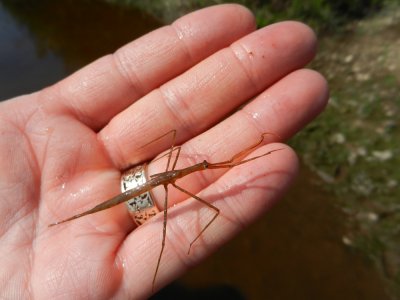 2014_DSCN9899_Water Scorpion.JPG