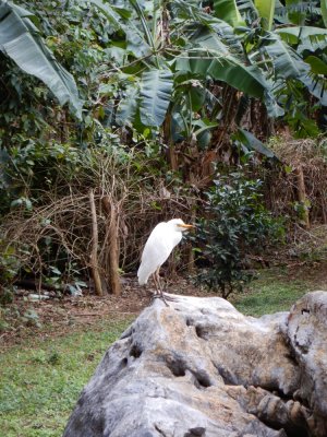 2015¸GBarrett_DSCN1171_01_Cattle Egret.JPG