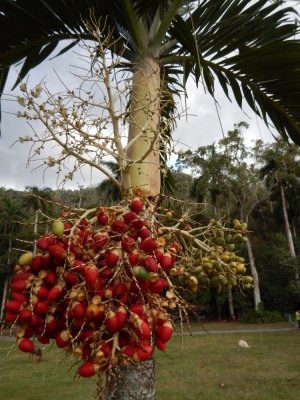 2015¸GBarrett_DSCN1198_Date Palm.JPG