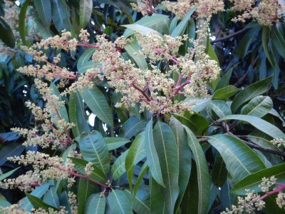 2015¸GBarrett_DSCN1217_Mango tree_flowers.JPG