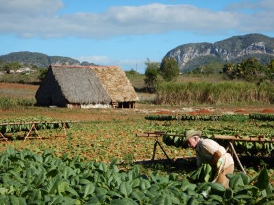 2015¸GBarrett_DSCN1221_Black Tobacco farm.JPG