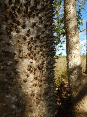 2015¸GBarrett_DSCN1226_Ajua Tree.JPG