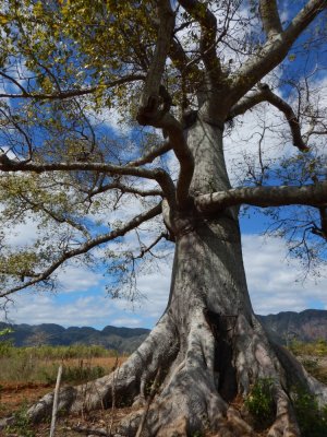2015¸GBarrett_DSCN1248_Silk Cotton Kapok Tree.JPG