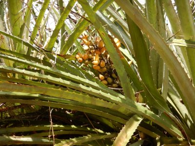 2015¸GBarrett_DSCN1251_Rat Pineapple.JPG