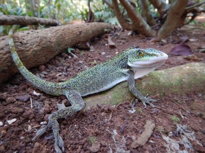 2015¸GBarrett_DSCN1280_Western Giant anole.JPG