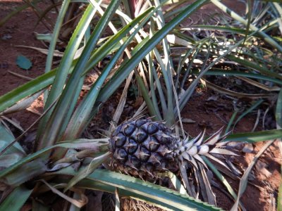 2015¸GBarrett_DSCN1281_Pineapple.JPG