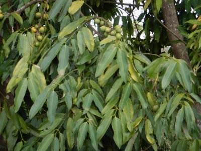 2015¸GBarrett_DSCN1303_Mangostan Tree.JPG