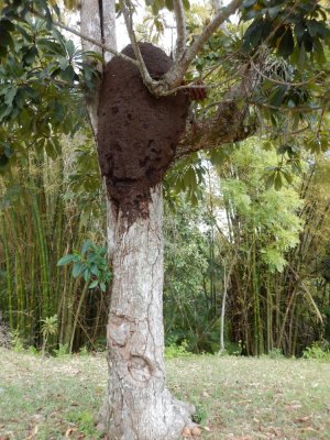 2015¸GBarrett_DSCN1312_termite nest.JPG