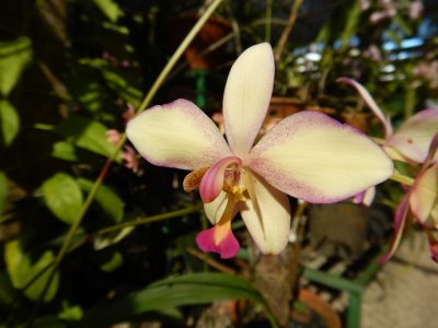 2015GBarrett_DSCN1330_orchid.JPG