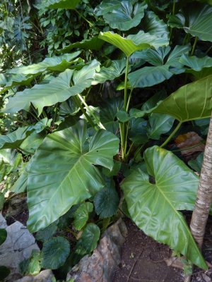 2015GBarrett_DSCN1335_Elephant Ear.JPG