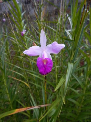 2015¸GBarrett_DSCN1344_bamboo orchid.JPG