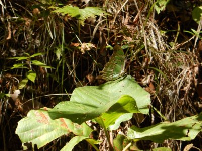 2015¸GBarrett_DSCN1372_Malachite Butterfly.JPG