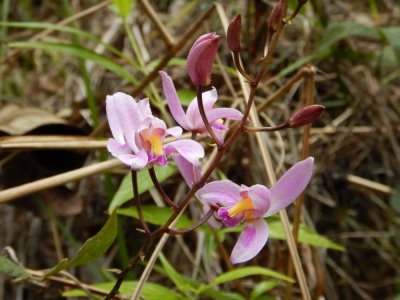 2015¸GBarrett_DSCN1376_orchid_Bletia purpurea.JPG