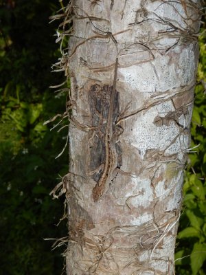 2015¸GBarrett_DSCN1397_anole_Anolis homolechis.JPG