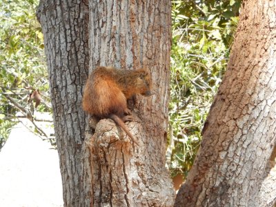 2015¸GBarrett_DSCN1453_Hutia.JPG