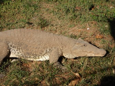 2015¸GBarrett_DSCN1472_Cuban Crocodile.JPG
