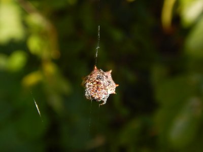 2015¸GBarrett_DSCN1493_spider.JPG