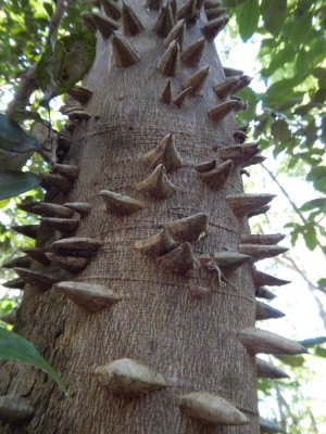 2015¸GBarrett_DSCN1512_Ajua tree.JPG