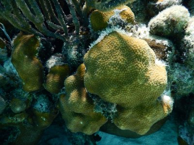 2015¸GBarrett_DSCN1527_coral.JPG