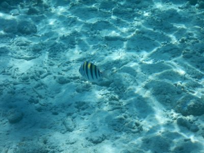 2015¸GBarrett_DSCN1529_Sergeant Major damselfish.JPG