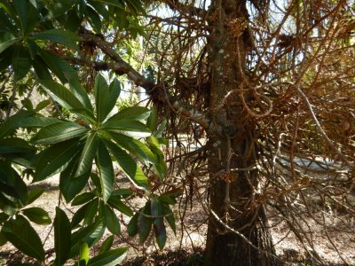 2015¸GBarrett_DSCN1624_Cannonball Tree.JPG