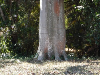 2015¸GBarrett_DSCN1645_Balsa Tree.JPG