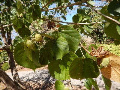 2015¸GBarrett_DSCN1648_Cuban Hibiscus.JPG