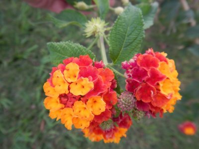 2015¸GBarrett_DSCN1842_Tropical Lantana.JPG
