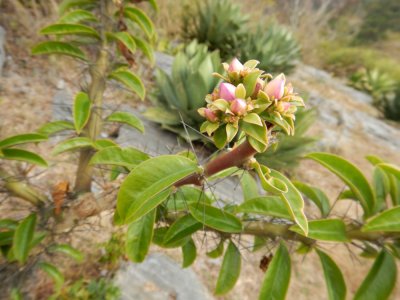 2015¸GBarrett_DSCN1856_Rose Cactus.JPG