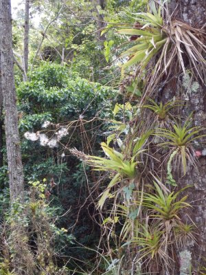 2015¸GBarrett_DSCN1876_bromeliads.JPG