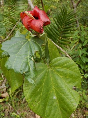 2015¸GBarrett_DSCN1889_Cuban Hibiscus.JPG