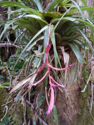 2015GBarrett_DSCN1891_bromeliad.JPG