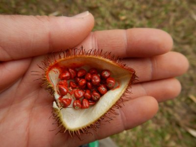 2015¸GBarrett_DSCN1918_Lipstick Plant fruit.JPG
